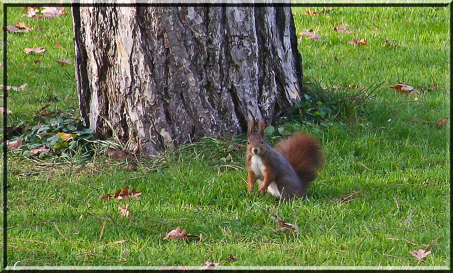 HERBSTTAG II