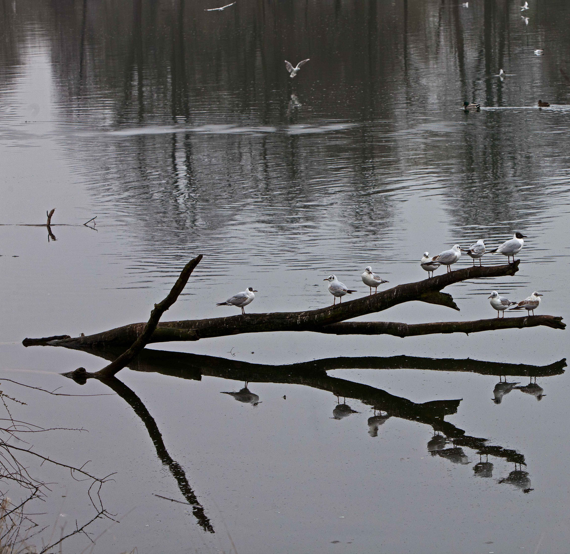 "Herbsttag" im April an der Donau