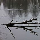 "Herbsttag" im April an der Donau