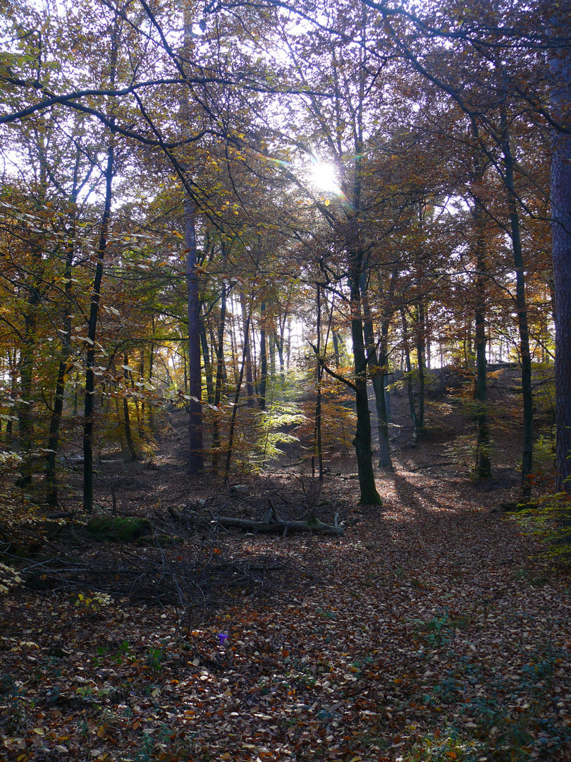 Herbsttag im Buchenwald