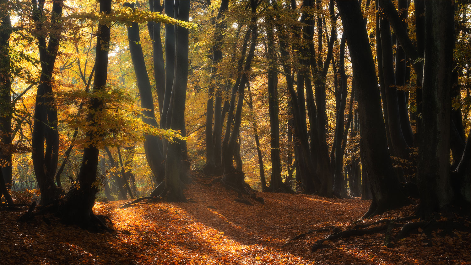 Herbsttag im Buchenwald