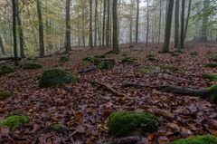 Herbsttag im Buchenwald