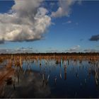 Herbsttag im Moor   . . .