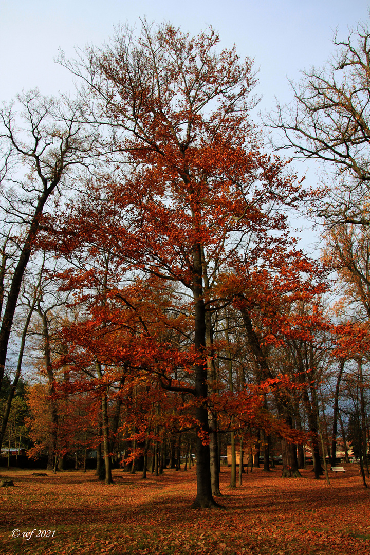 Herbsttag im Schloßpark