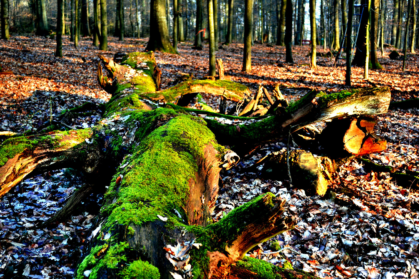 Herbsttag im Wald