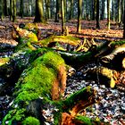 Herbsttag im Wald