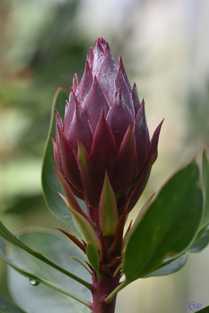 Herbsttag in der Flora