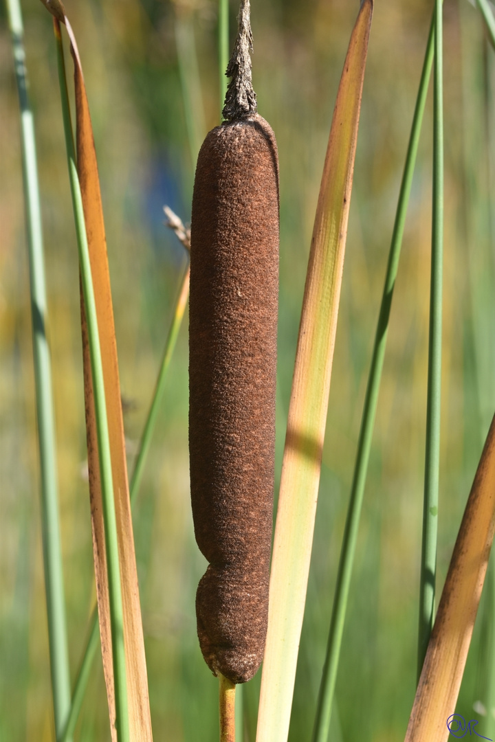 Herbsttag in der Flora