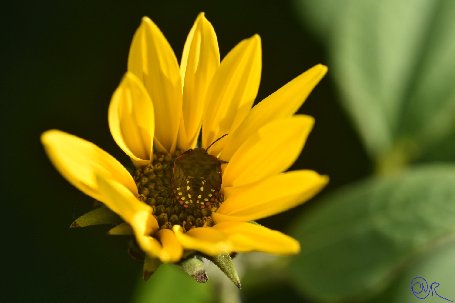 Herbsttag in der Flora