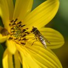 Herbsttag in der Flora