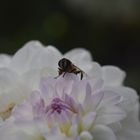 Herbsttag in der Flora