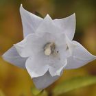 Herbsttag in der Flora