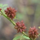 Herbsttag in der Flora