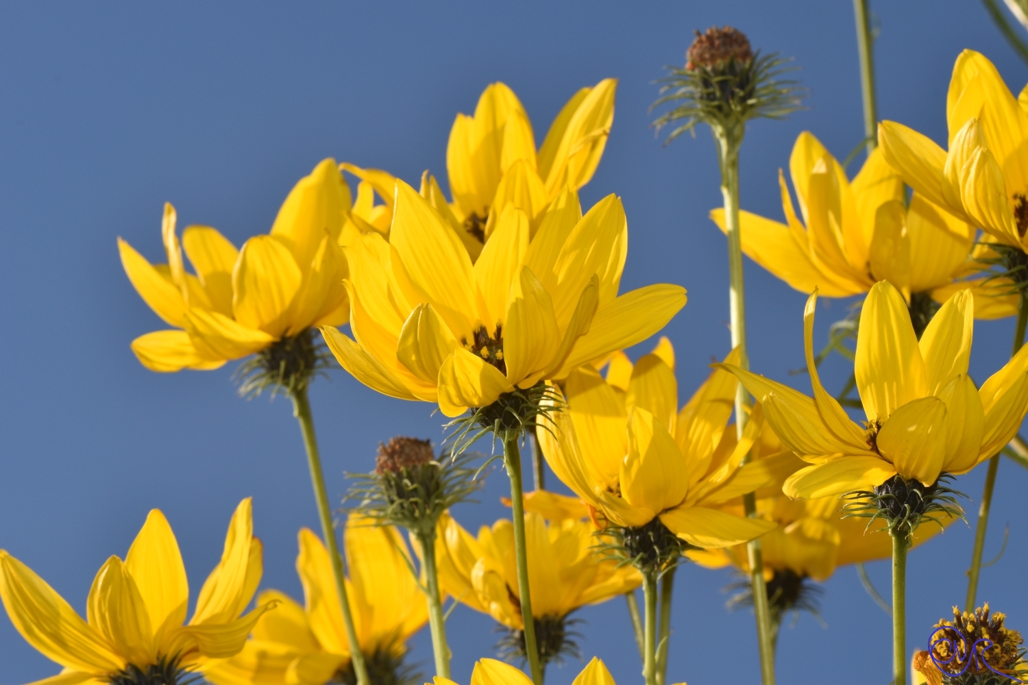 Herbsttag in der Flora