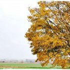 Herbsttag in der Wetterau