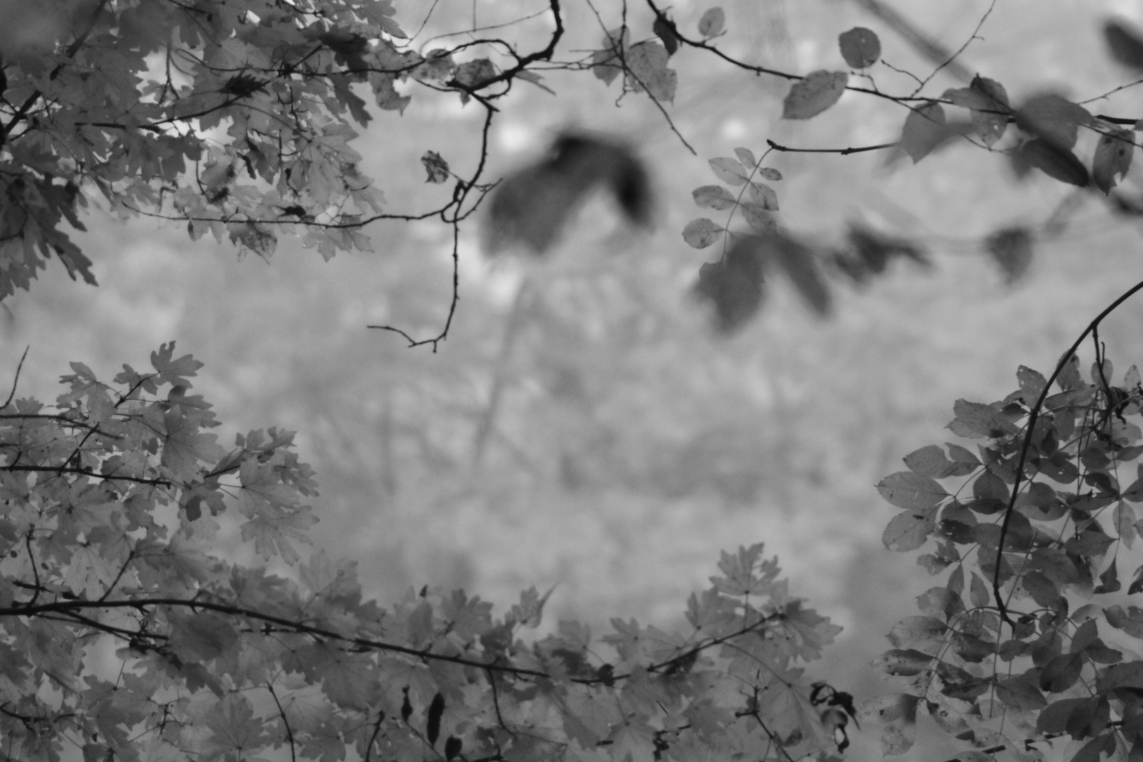 Herbsttag in schwarz/weiß