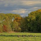 Herbsttag mit Wildgänsen