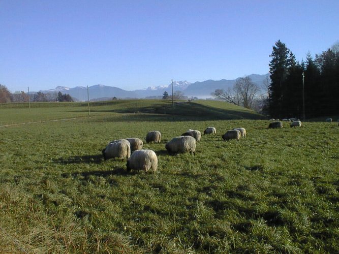 herbsttag über zürich