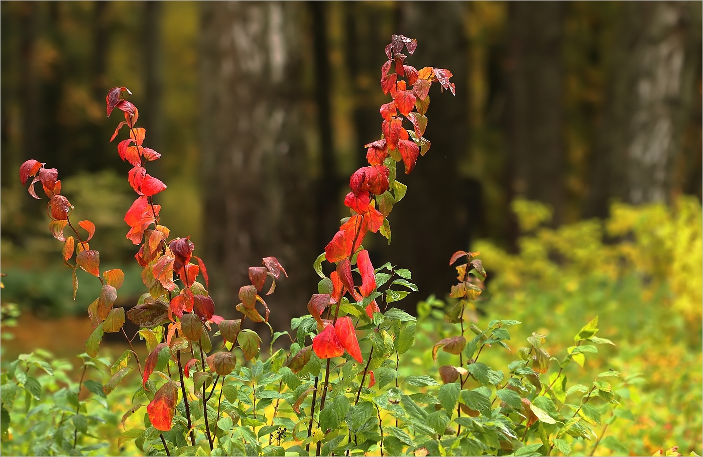 Herbsttage in Finnland