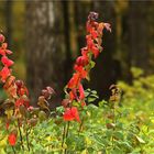 Herbsttage in Finnland