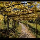 Herbsttage in Südtirol_03