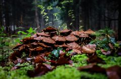 Herbsttarnung