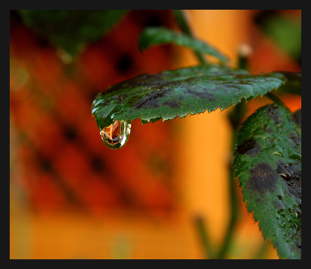 Herbsttau