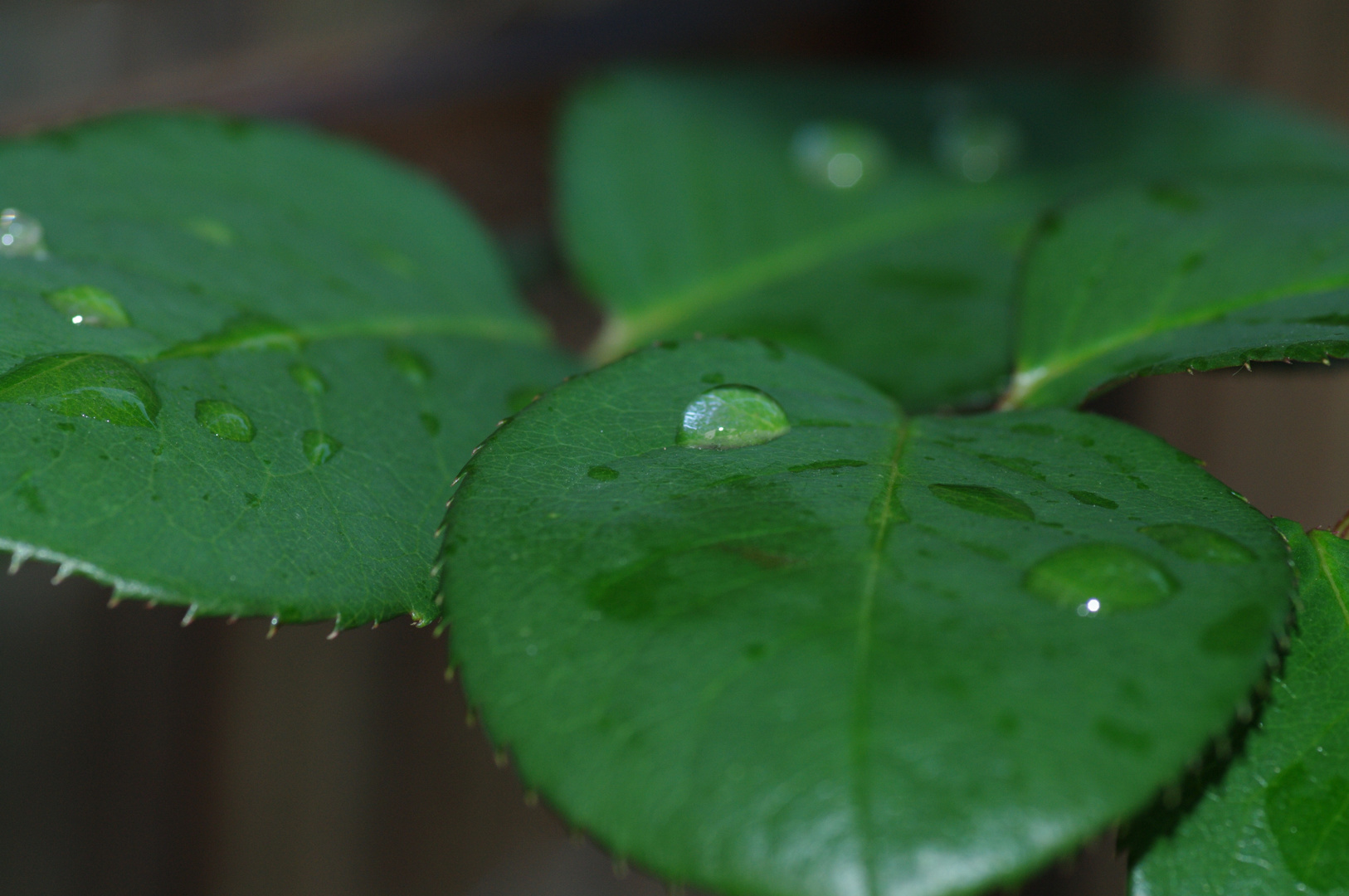 Herbsttau