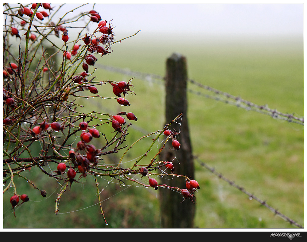 Herbsttau