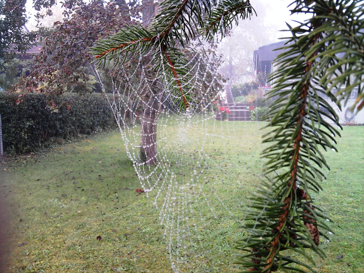 Herbsttau auf Spinnengewebe