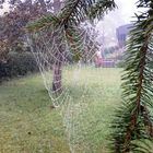 Herbsttau auf Spinnengewebe