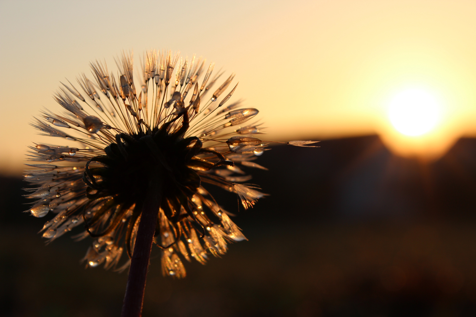 Herbsttau im Sonnenaufgang