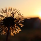 Herbsttau im Sonnenaufgang