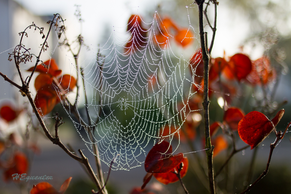 Herbsttau war wohl nicht das Gewünschte Opfer