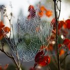 Herbsttau war wohl nicht das Gewünschte Opfer