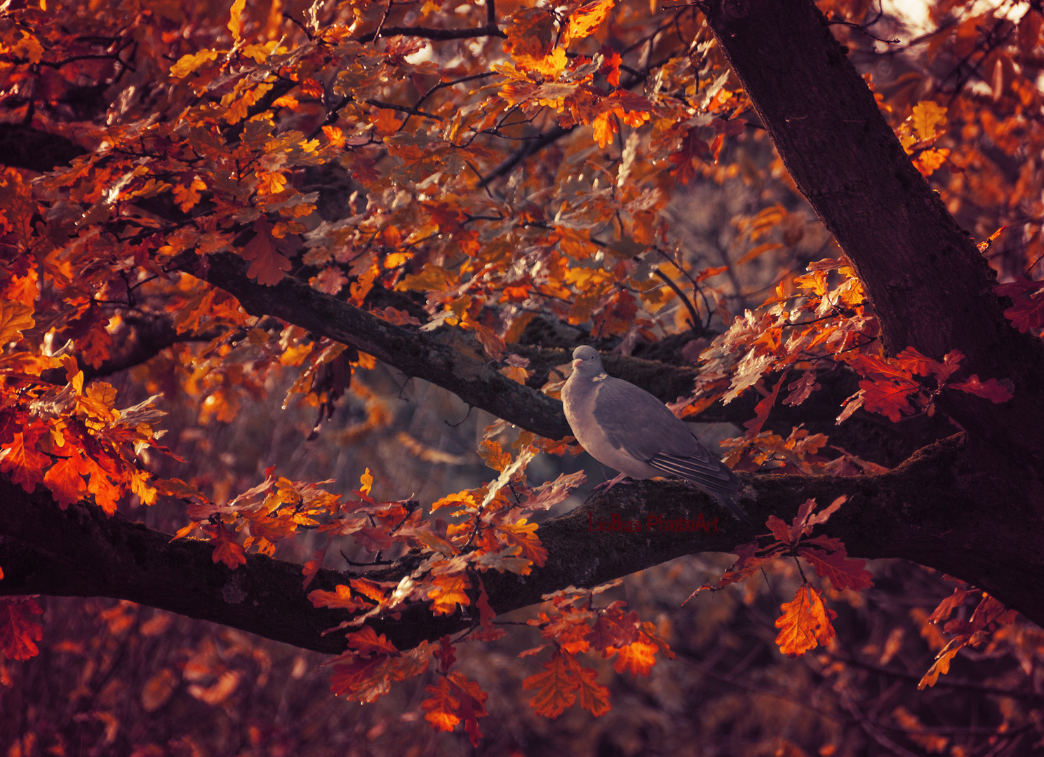 HerbstTaube