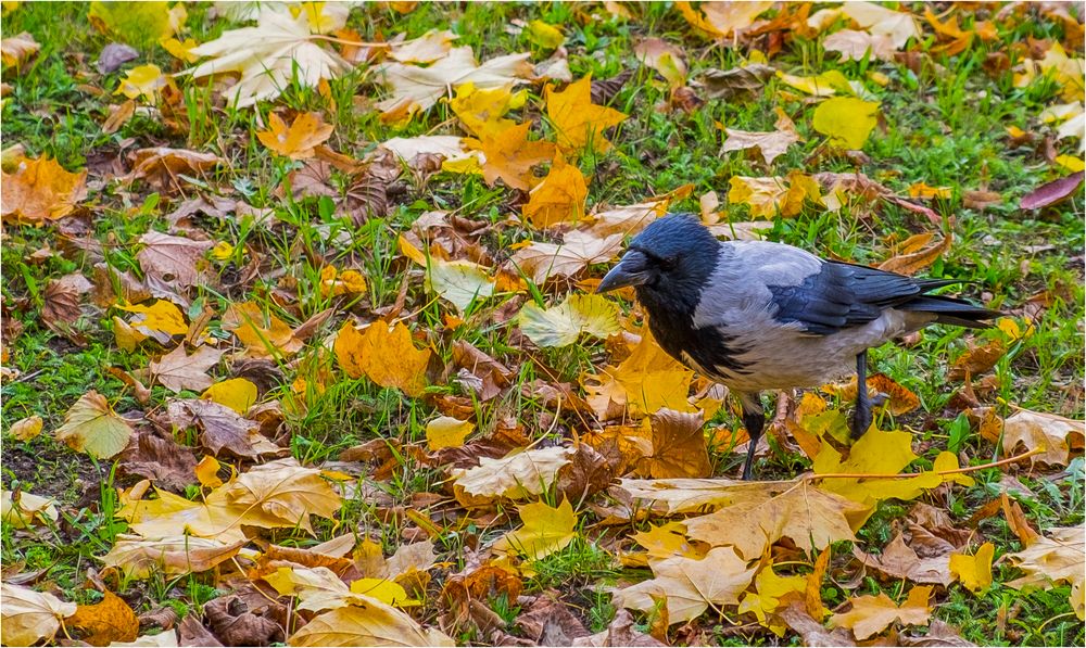 HERBSTTAUBE ?