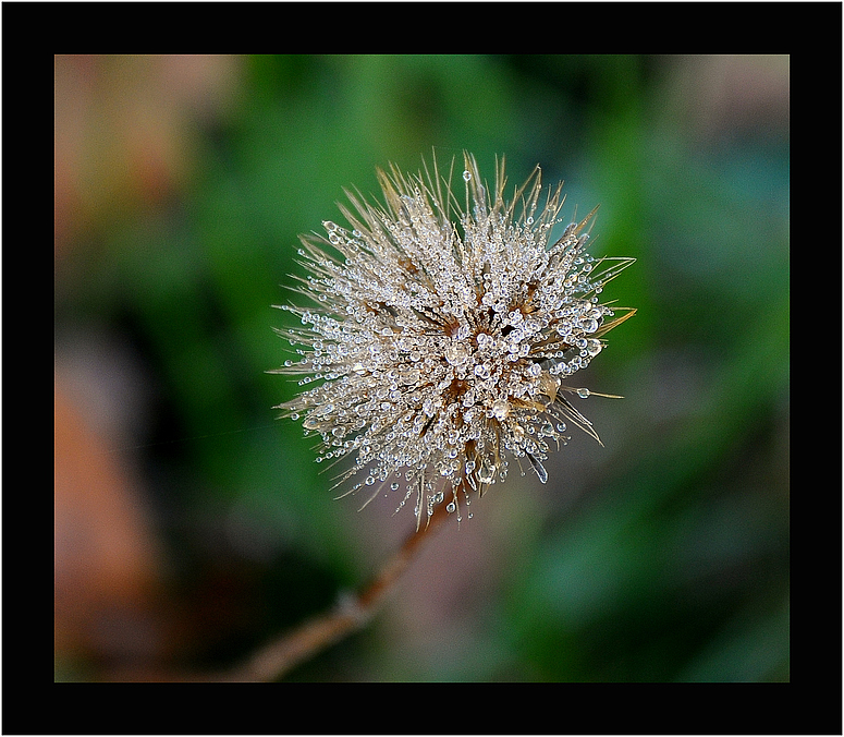 Herbsttauversammlung