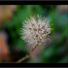 Herbsttauversammlung