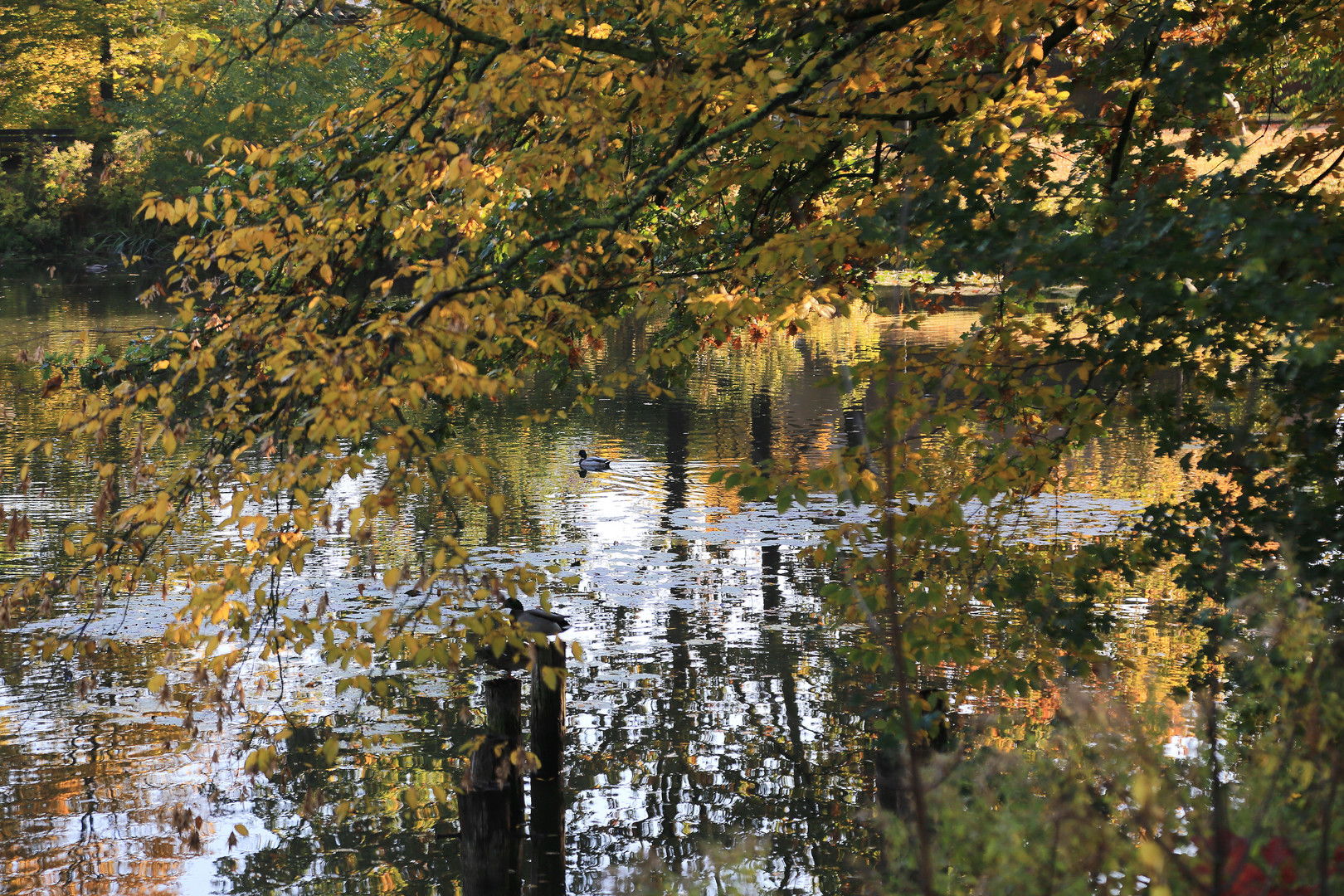 herbstteich