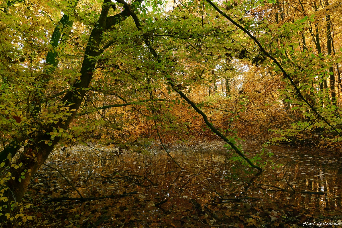 Herbstteich