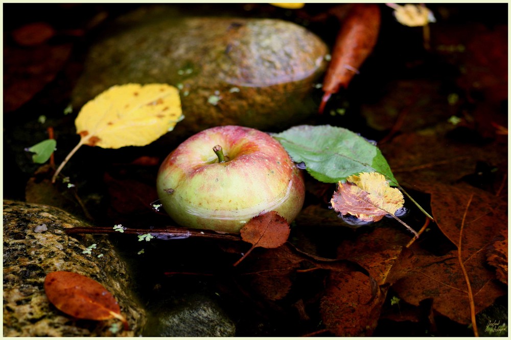 Herbstteich