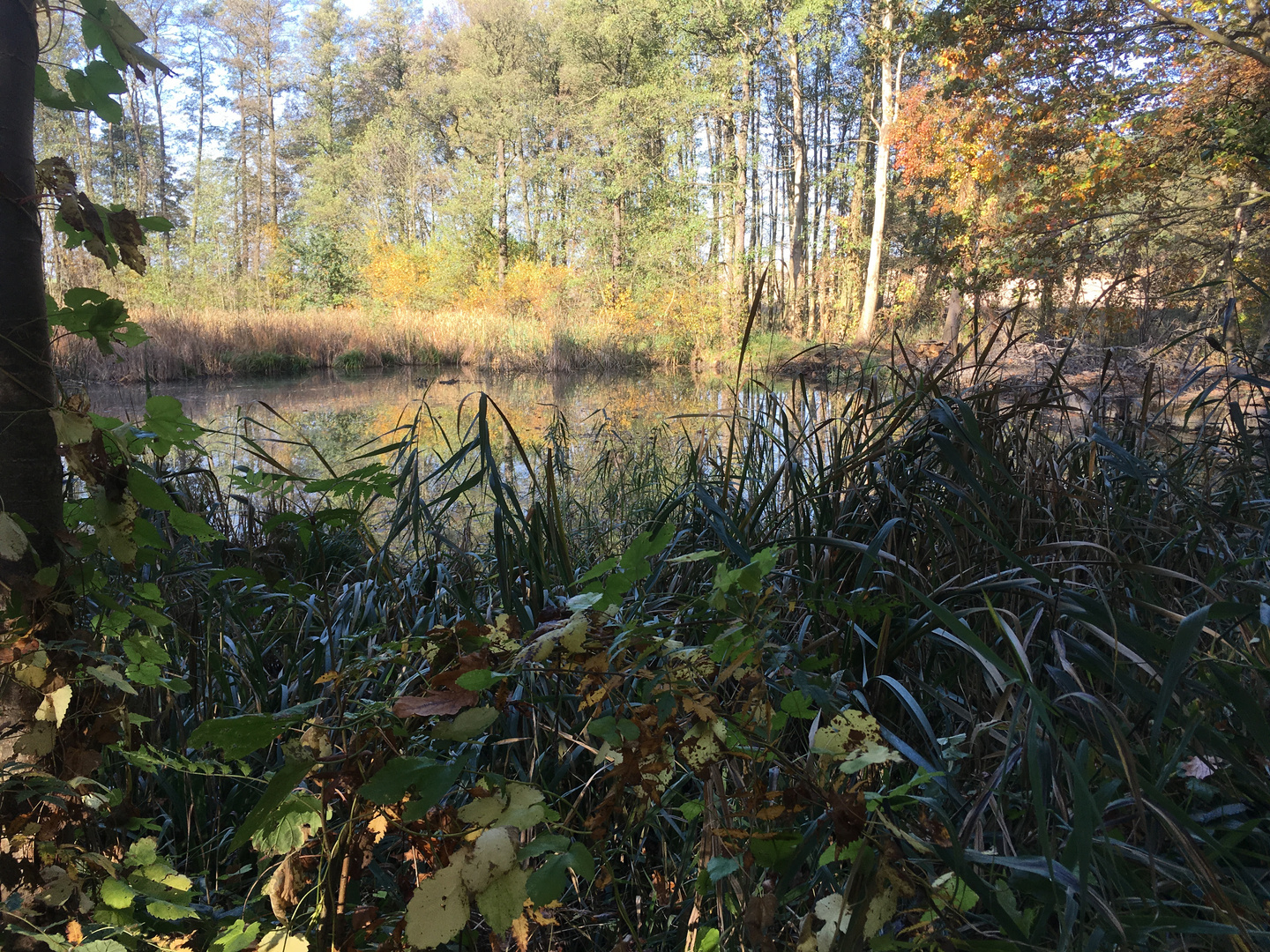 Herbstteich im NSG Linzer Wasser