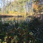 Herbstteich im NSG Linzer Wasser