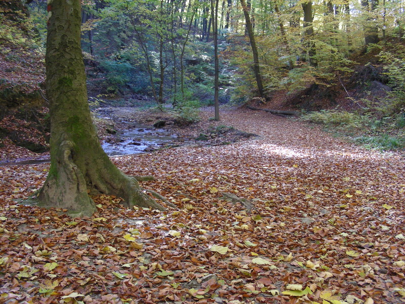 Herbstteppich bereits ausgelegt