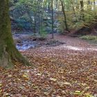 Herbstteppich bereits ausgelegt