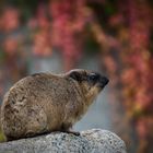 Herbsttierchen...