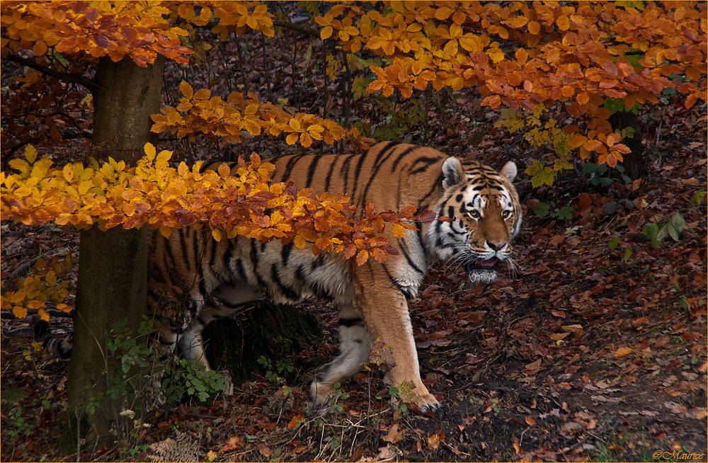 > HERBSTTIGER 