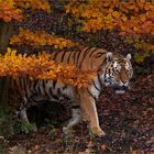 > HERBSTTIGER <