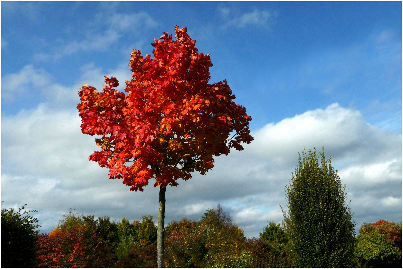 Herbsttöne (1)